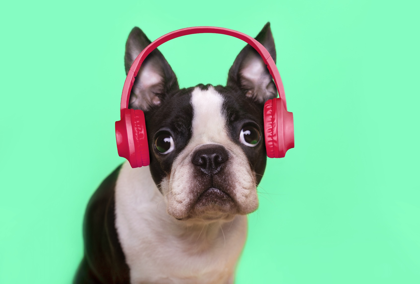 Boston terrier wearing headphones listening to music. (Getty Images / retales botijero)