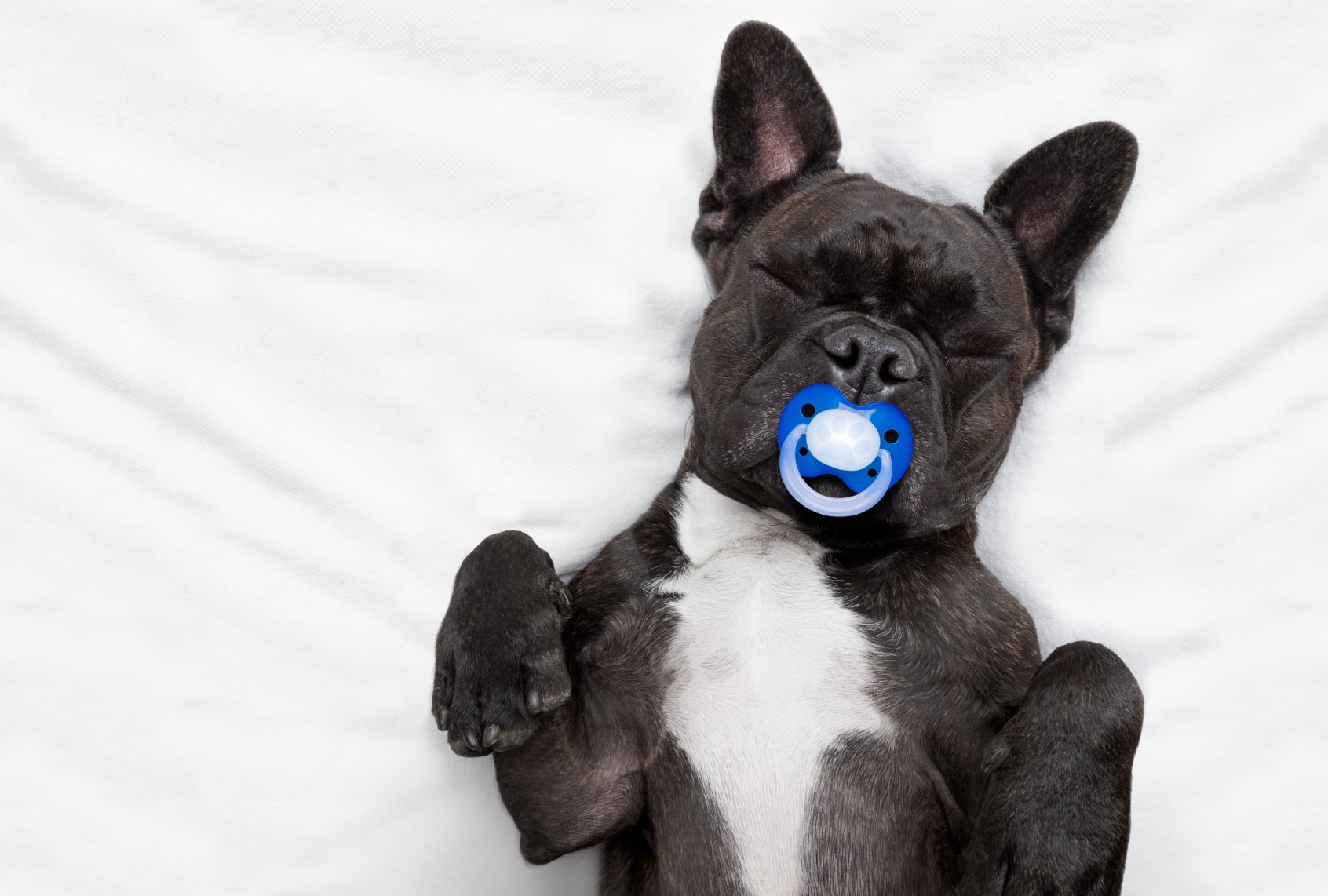 French bulldog sleeping with a pacifier (damedeeso/getty images)