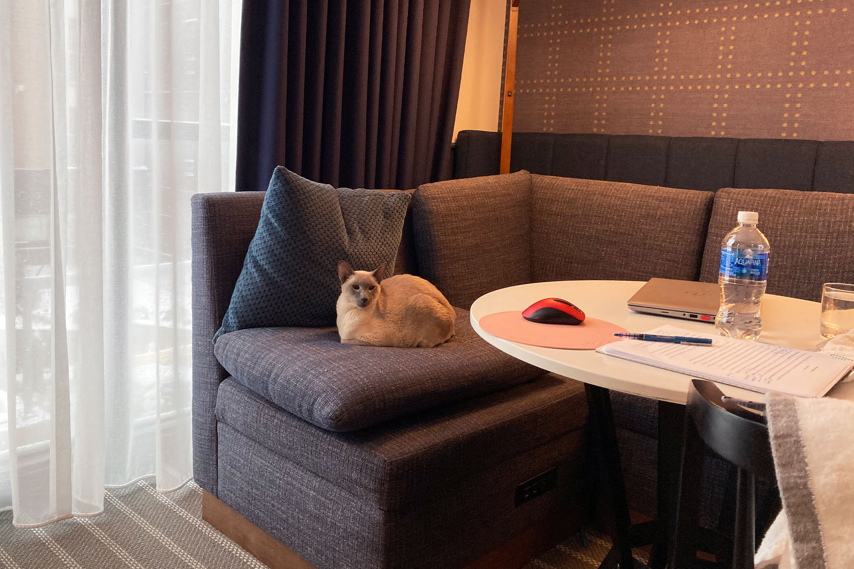 Miles, the author's cat, makes himself at home in a hotel room. (Photo courtesy of author)