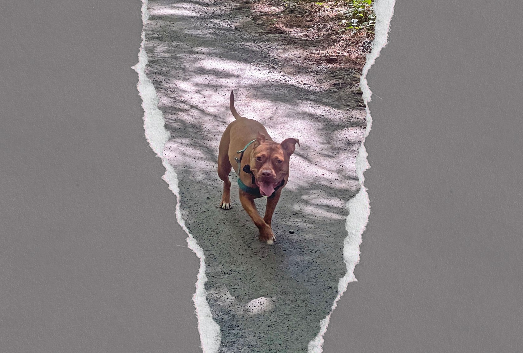 Ivy, living her best life (Illustration by Salon / Annie Bennett / Dikas Studio)