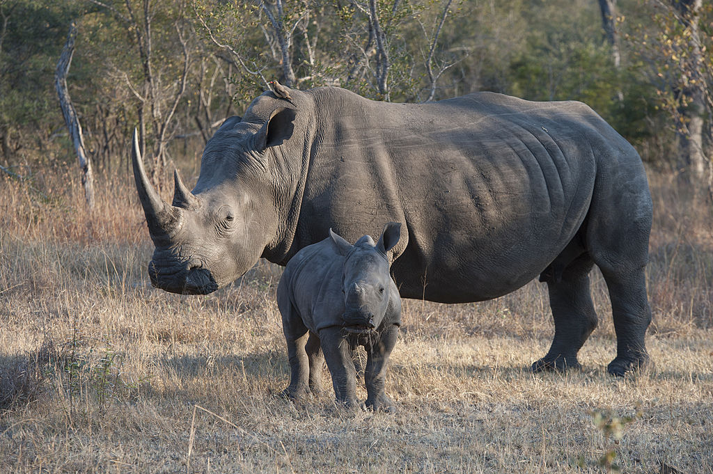 A female white rhinoceros with a six-month old baby in the Sabi Sands Game Reserve adjacent to Kruger National Park, South Africa. (Wolfgang Kaehler/LightRocket via Getty Images)